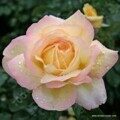 rose_gelb_edelrose_gloria-dei_meilland_2