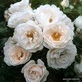 rose_weiss_kletterrose_hella_kordes_03